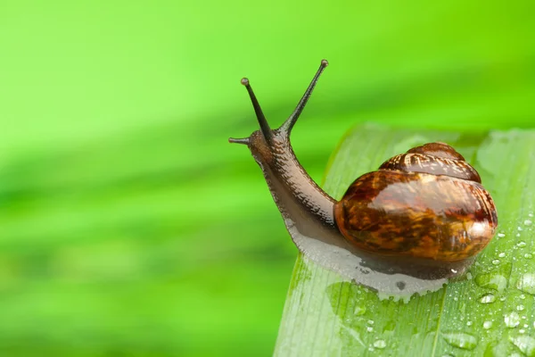 Ślimak na mokrych liściach po deszczu — Zdjęcie stockowe