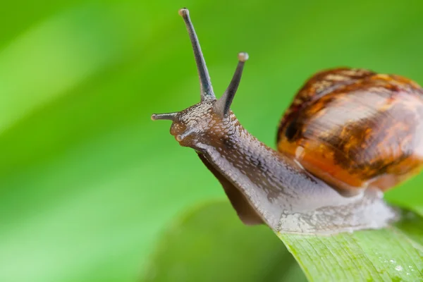 Close-up of a snail sitting on the leaf — Stock Photo, Image