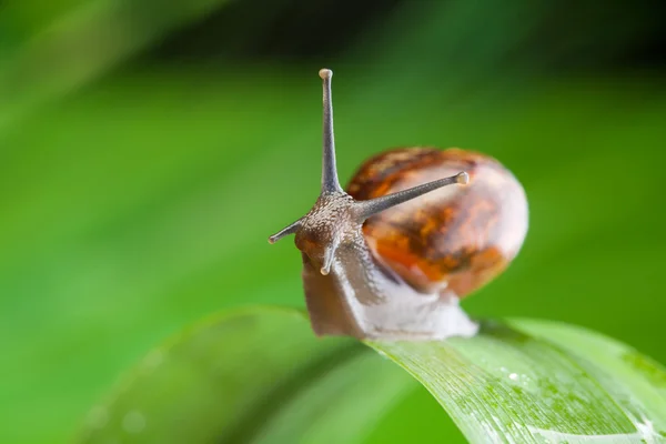 周到的蜗牛 — 图库照片