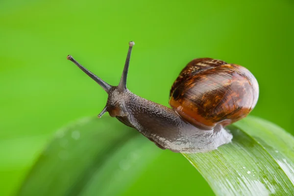 美丽魅力蜗牛 — 图库照片