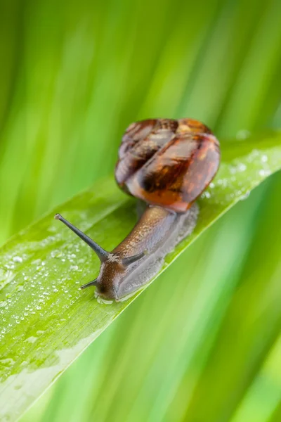 Fast moving snail — Stock Photo, Image