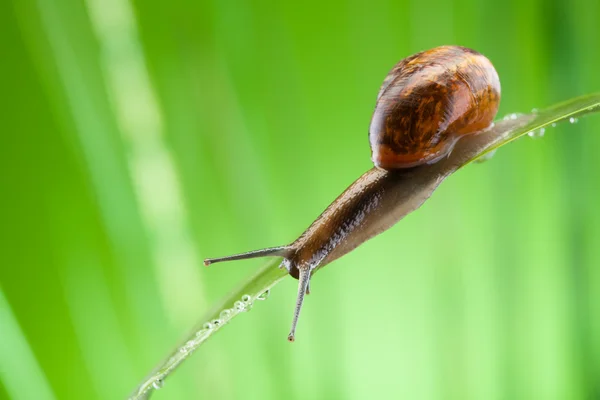 Snail crawling on the leaf — Stock Photo, Image