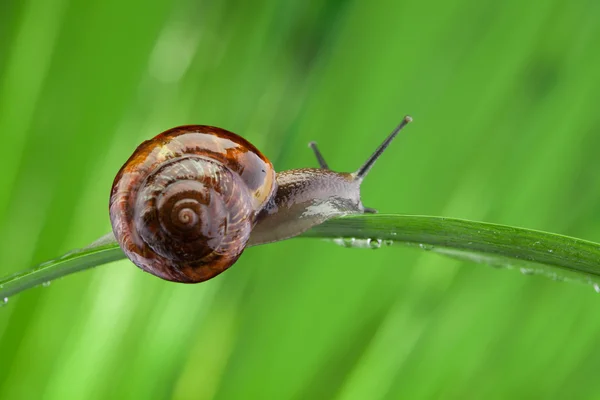 Snail sitting on the leaf — Stock Photo, Image
