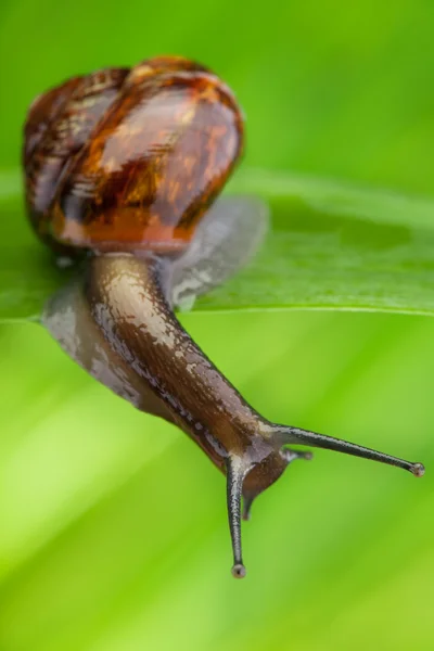 Close-up van een slak in het gras — Stockfoto