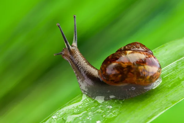 有兴趣的蜗牛 — 图库照片