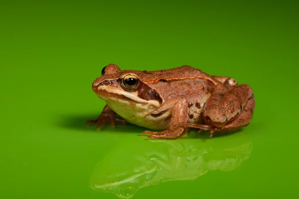 Żaba na zielonym tle — Zdjęcie stockowe