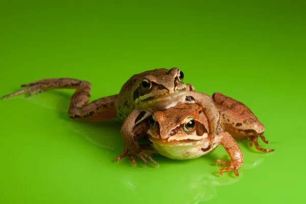 Frog hug — Stock Photo, Image