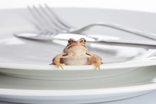 Frog and diner — Stock Photo, Image
