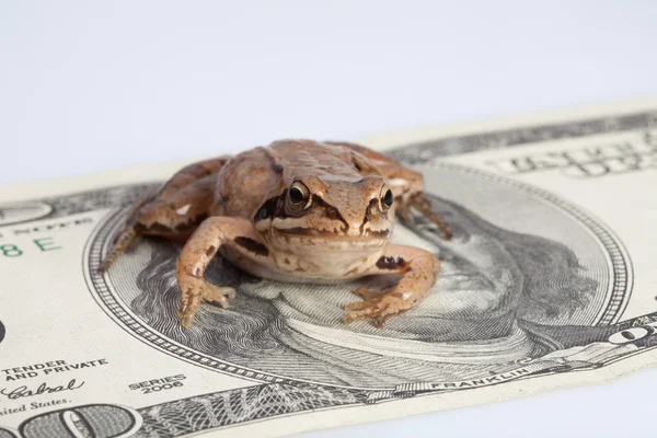 Żaba siedzi na dolara — Zdjęcie stockowe