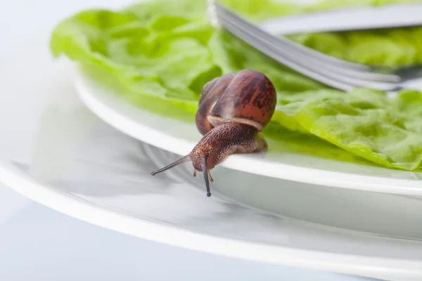 Snail in the plate — Stock Photo, Image