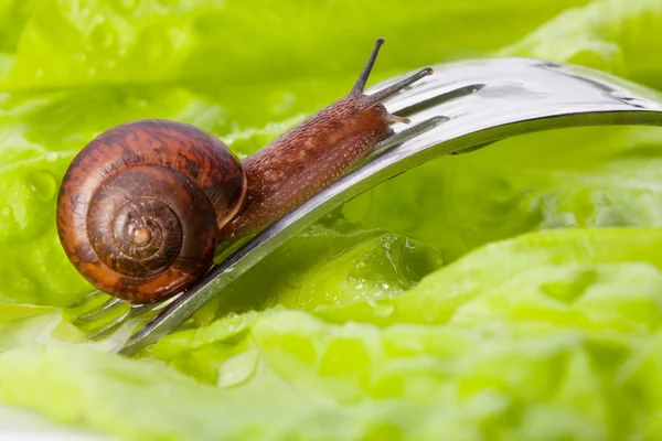 Close-up of a snail in the plate — Stock Photo, Image