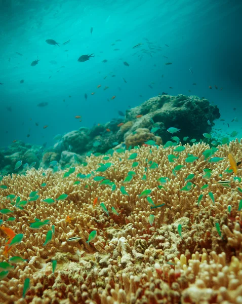 Küçük balıklar üstünde belgili tanımlık tepe-in masa mercan — Stok fotoğraf