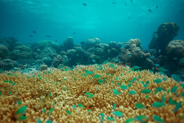 Muitos pequenos peixes azuis em coral — Fotografia de Stock