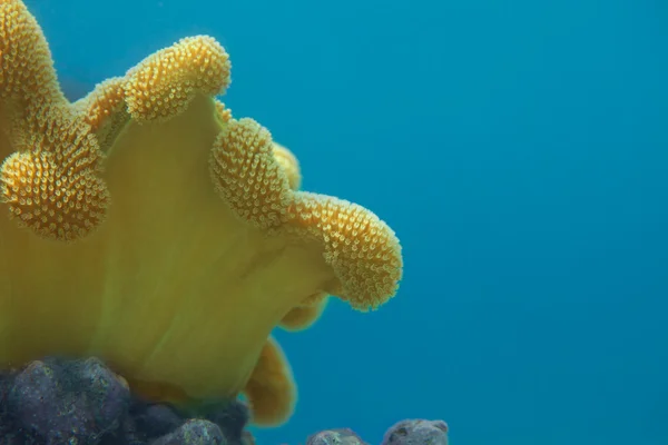 Korallen in Großaufnahme — Stockfoto