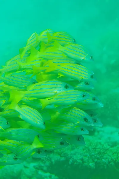 Stim av bluestripe snapper fisk — Stockfoto