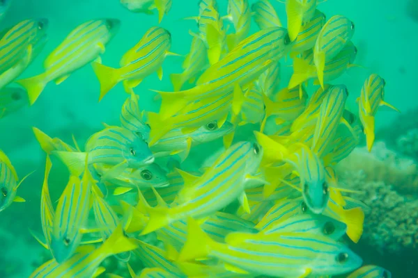 Shoal of sea perch fish — Stock Photo, Image