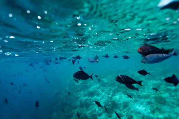School of fish - shoot from bellow — Stock Photo, Image