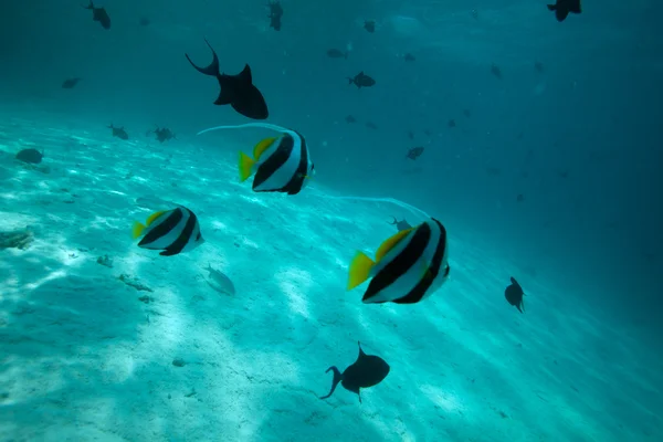 stock image Moorish idol fishes