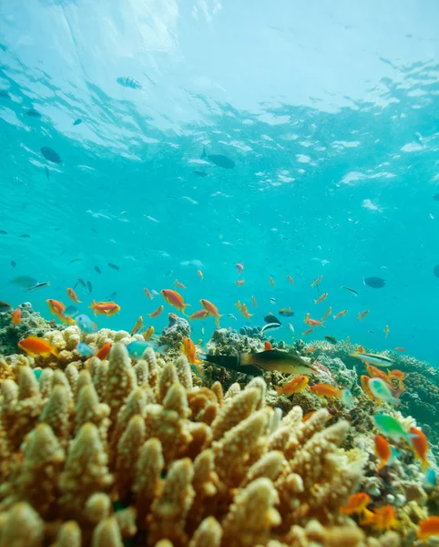 Küçük balıklar ve mercan resifi — Stok fotoğraf