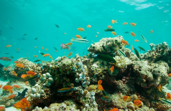 Lagune mit Fischen und Korallen — Stockfoto
