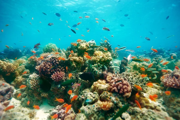 The reef — Stock Photo, Image