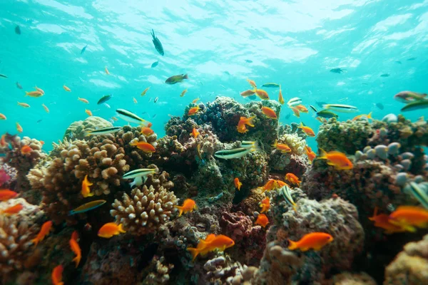 Gros plan sur les coraux et les poissons — Photo