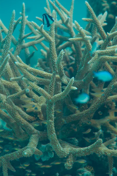 Staghorn corail — Photo