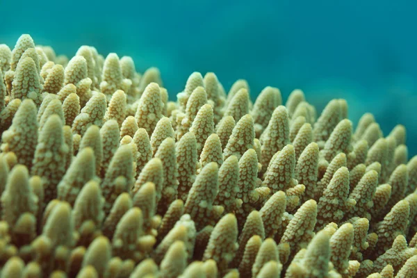 Gür staghorn mercan — Stok fotoğraf