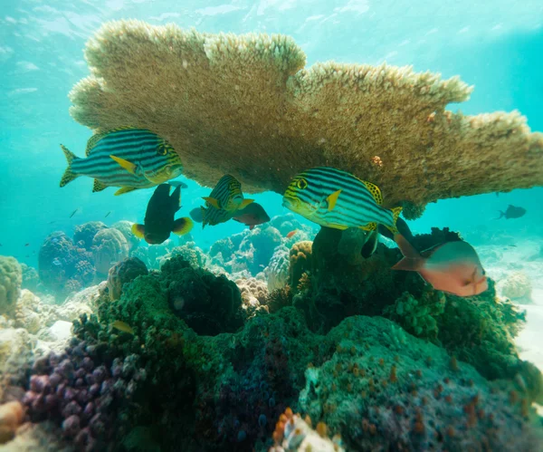 Tabell korall och orientaliska sweetlips — Stockfoto