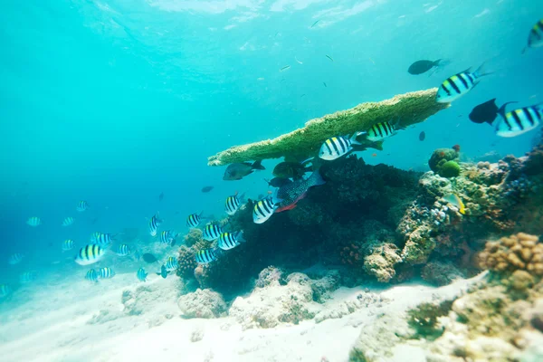 테이블 산호와 그것의 주위 생활 — 스톡 사진