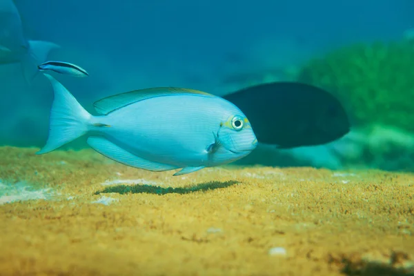 Peixes azuis nadando em cima de corais de mesa — Fotografia de Stock
