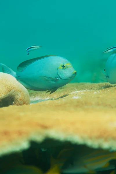魚とサンゴの表 — ストック写真