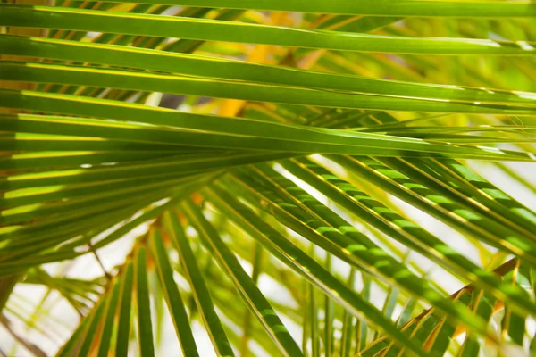 stock image Palm branches background