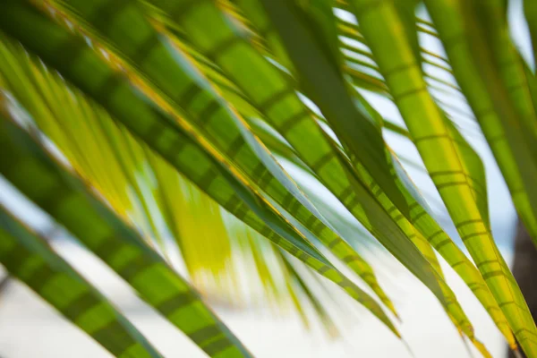 Пальмы и пляжный фон — стоковое фото