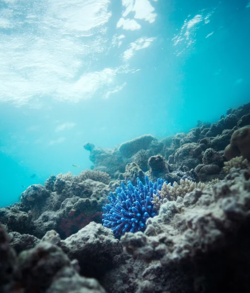 蓝珊瑚 — 图库照片