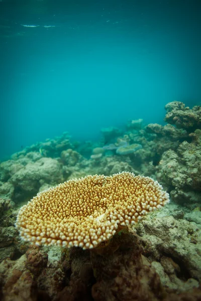 Stolik Koral — Zdjęcie stockowe