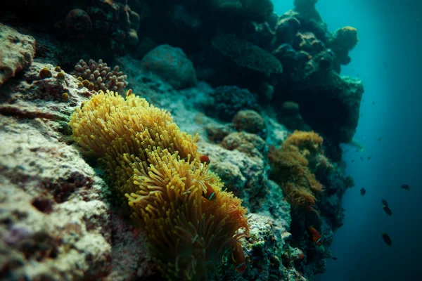 Pesce anemone a casa sull'abisso — Foto Stock