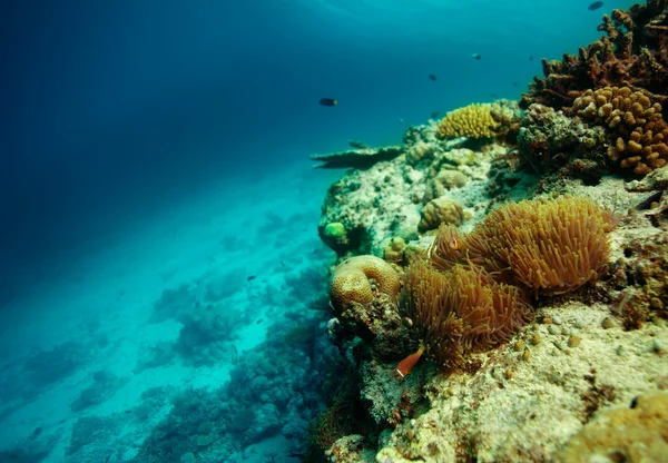Palyaço balığı kolonisi — Stok fotoğraf