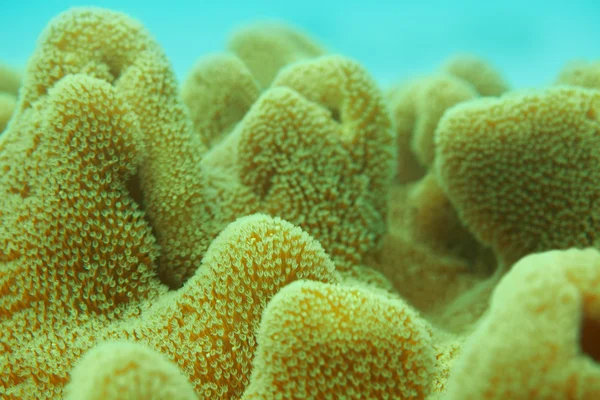 Mercan aşırı yakın çekim — Stok fotoğraf