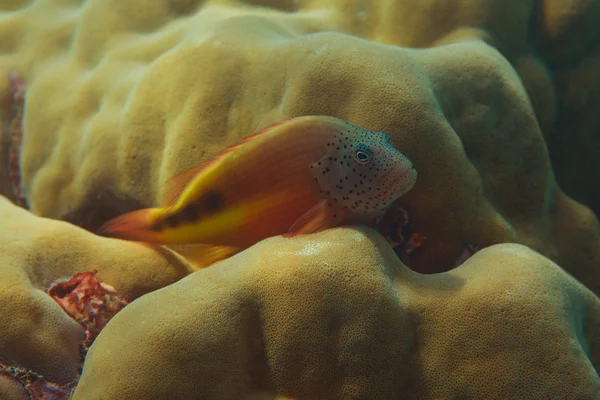 Fish hiding in Pavona clavus coral — Stock Photo, Image