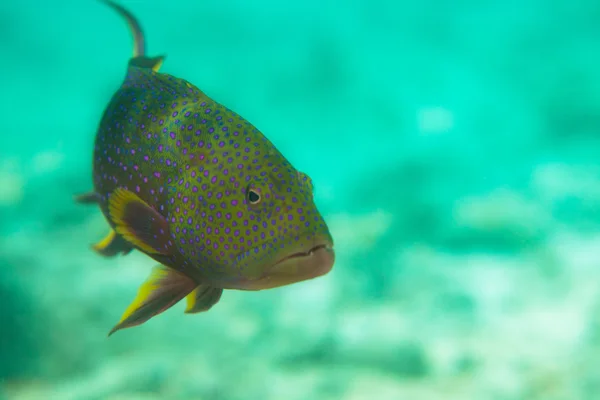 발견된 스 윗 립 물고기 — 스톡 사진