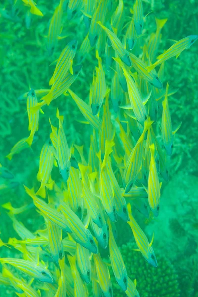 Muitos dos peixes poleiro do mar — Fotografia de Stock