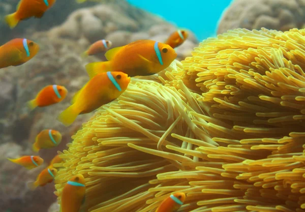 Gruppo di pesci pagliaccio che nuotano tra gli anemoni — Foto Stock