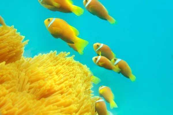 Clownfishes 的暗沙 — 图库照片