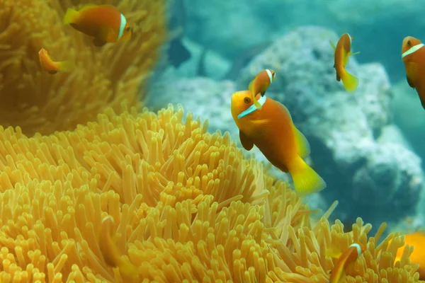 Deniz anemon ve palyaço balığı balık sürüsü — Stok fotoğraf
