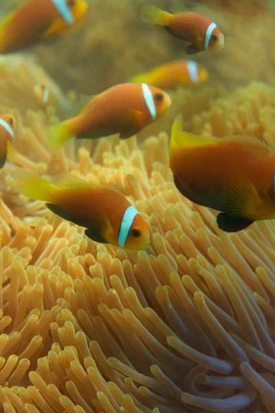 Närbild av maldiviska clownfishes — Stockfoto