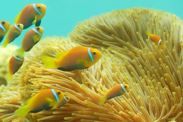 Många maldiviska clownfishes — Stockfoto