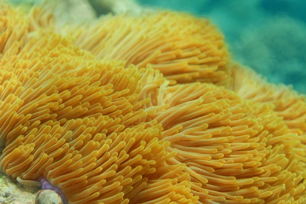 Anemone marino — Foto Stock