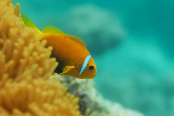 Primo piano del pesce pagliaccio negli anemoni — Foto Stock