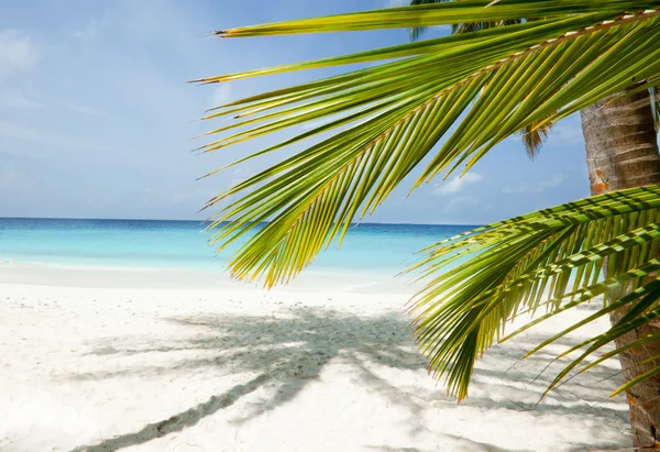 Maldivler plaj arka plan — Stok fotoğraf